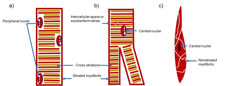 Neuromuscular junction