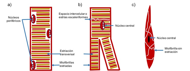 Unión neuromuscular